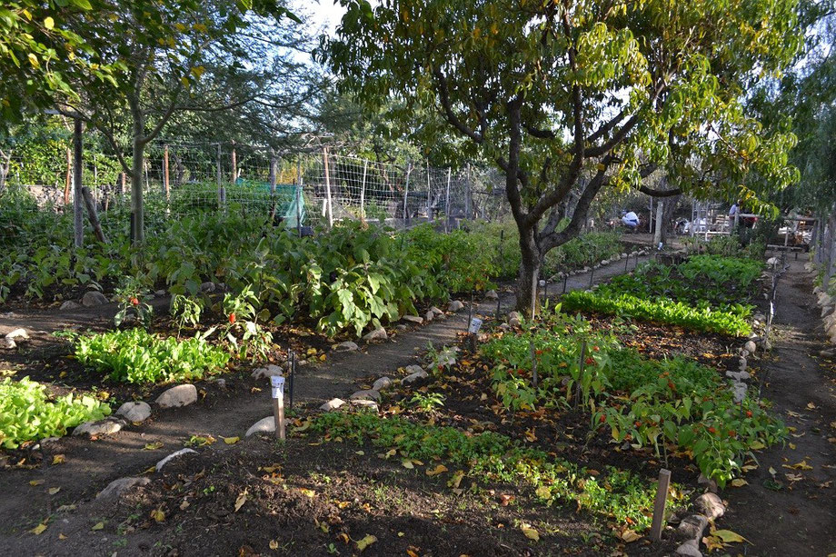 Gorgeous Vegetable Garden - The Reinders Family Farm (a wonderful local family)