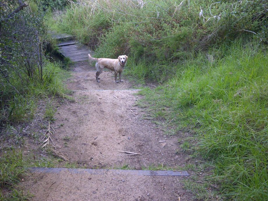 Poppy waiting impatiently