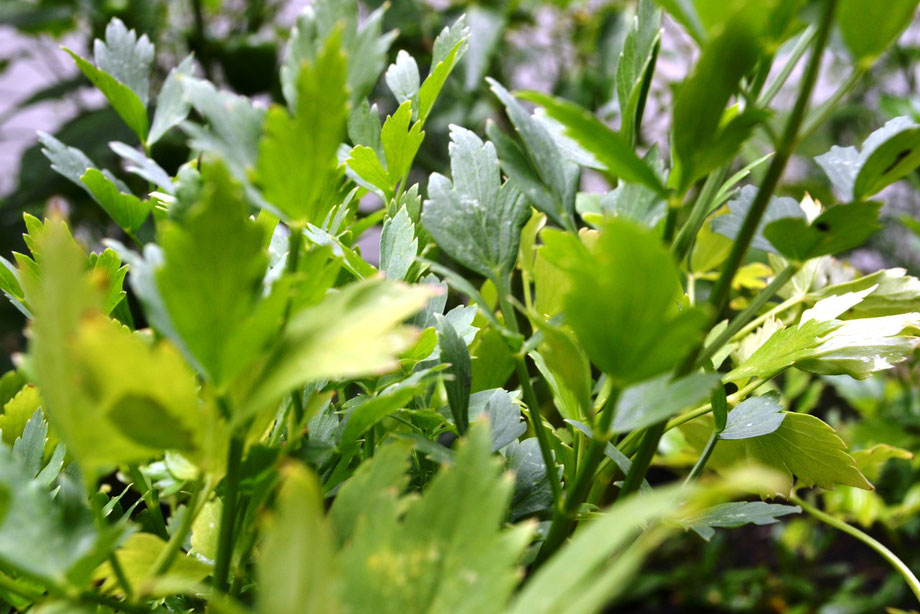 Lovage (Levisticum officinale)