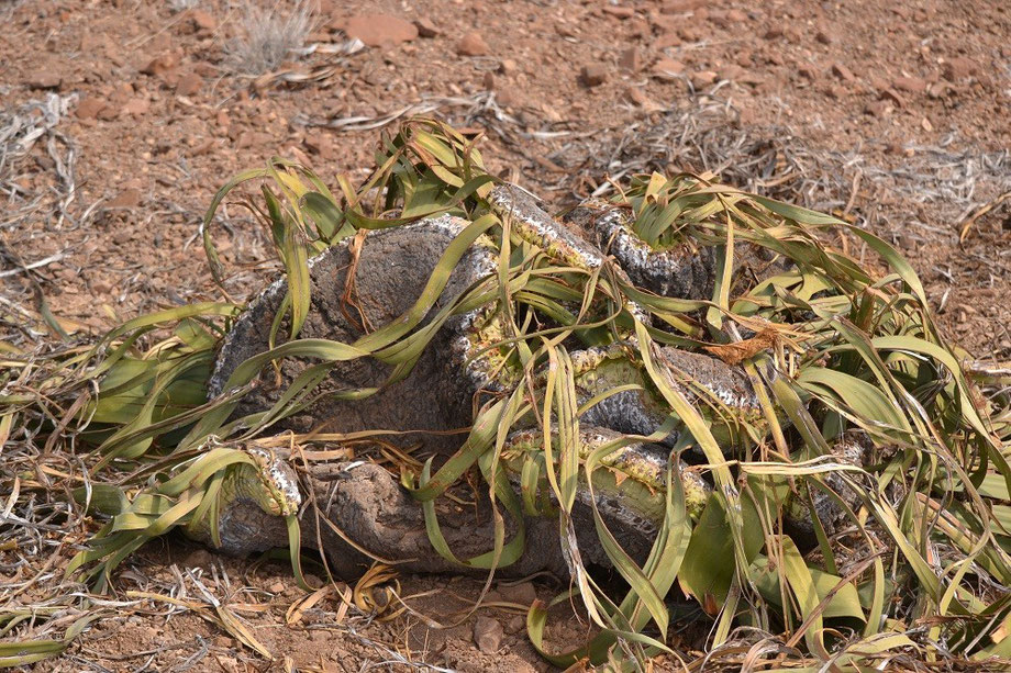 Welwitschia