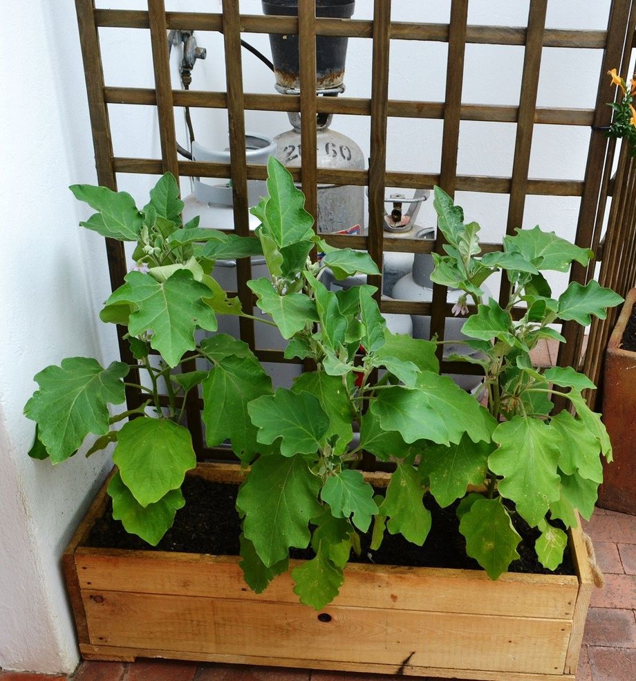 Black Beauty Egg Plant planted to hide unattractive gas bottles