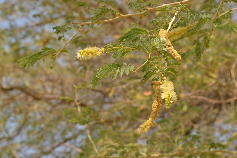 Ana Tree