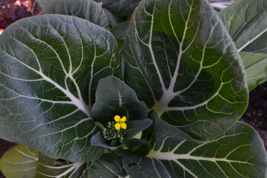 Pak Choi
