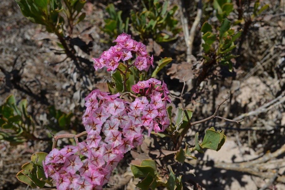 Paper-fine Strandroos (Beach rose) - Limonium perigrinum