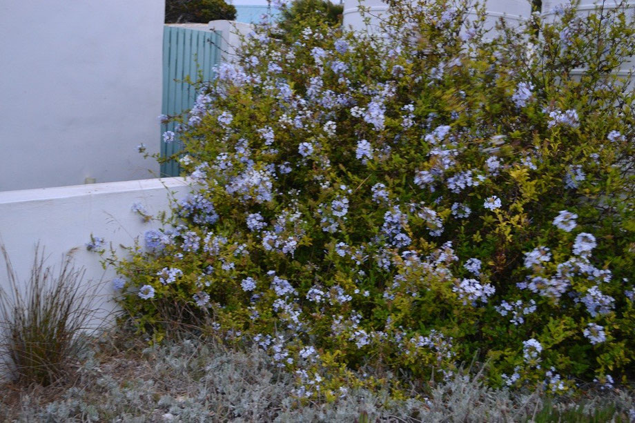 Plumbago at the door