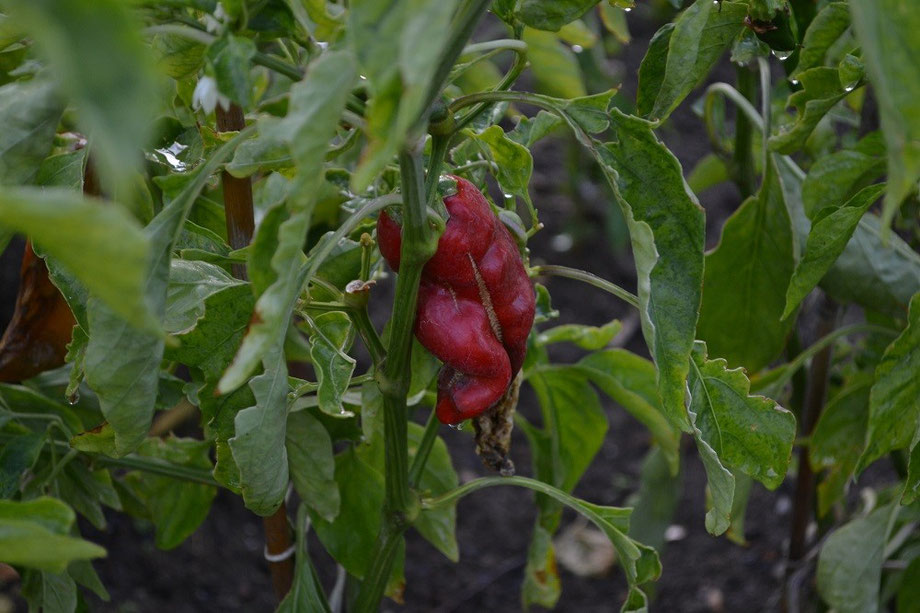 Red Hot Chilli Peppers