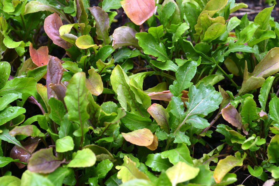 Rocket (Eruca sativa)