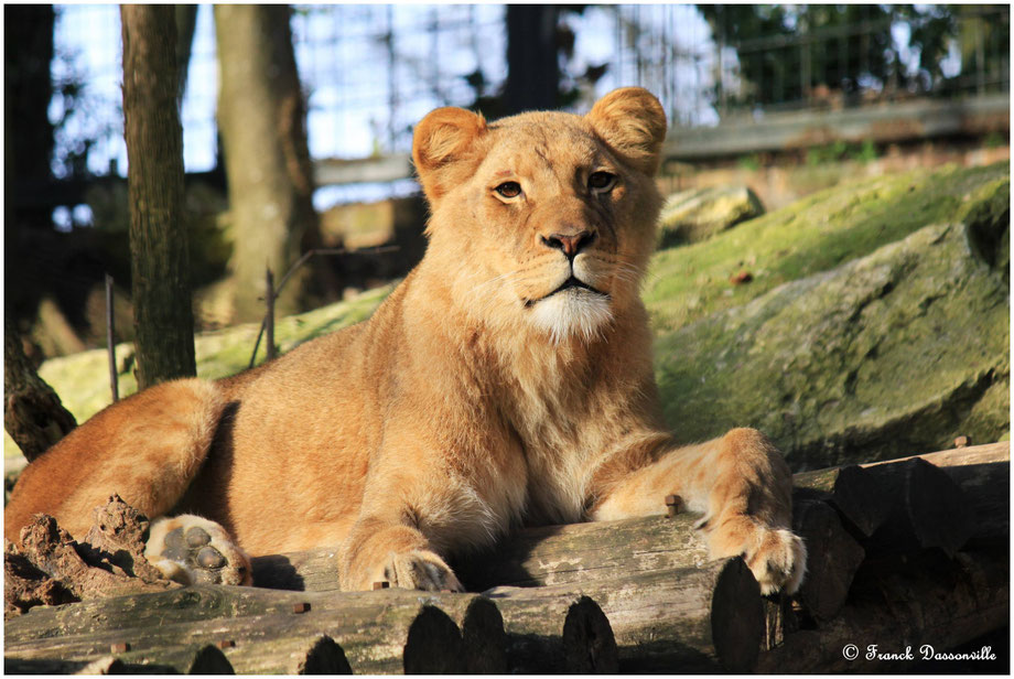 zoo de Beauval photo Franck Dassonville