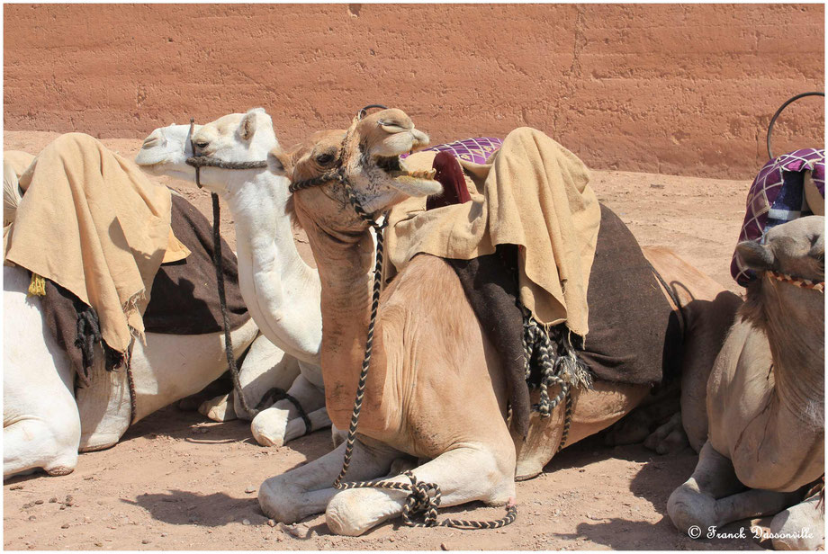 Maroc camping-car fourgon photo Franck Dassonville