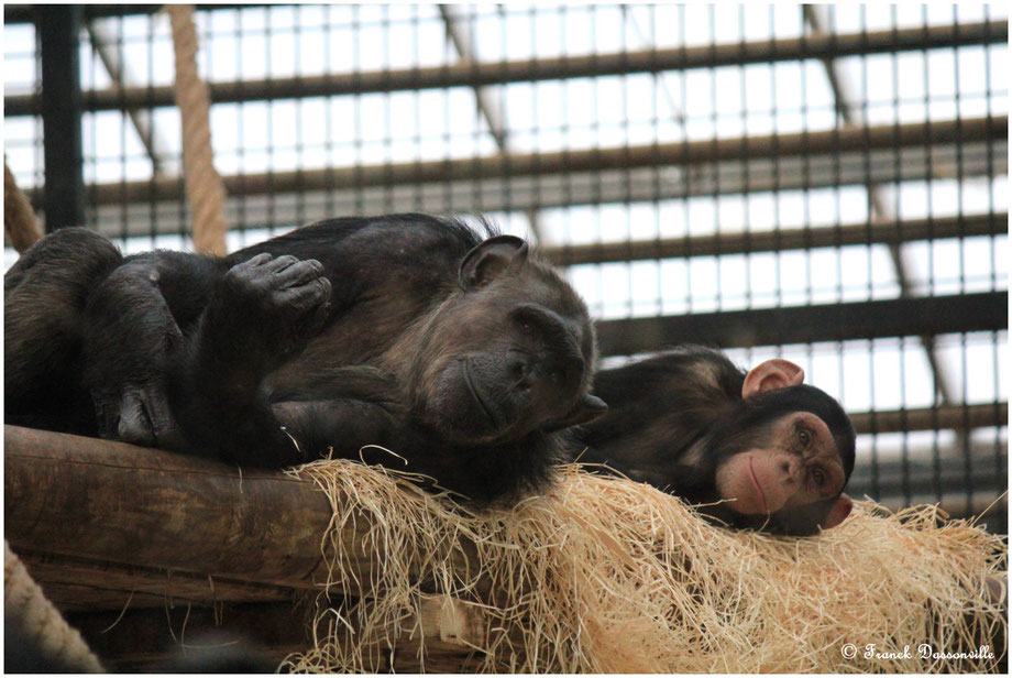 zoo de Beauval photo Franck Dassonville