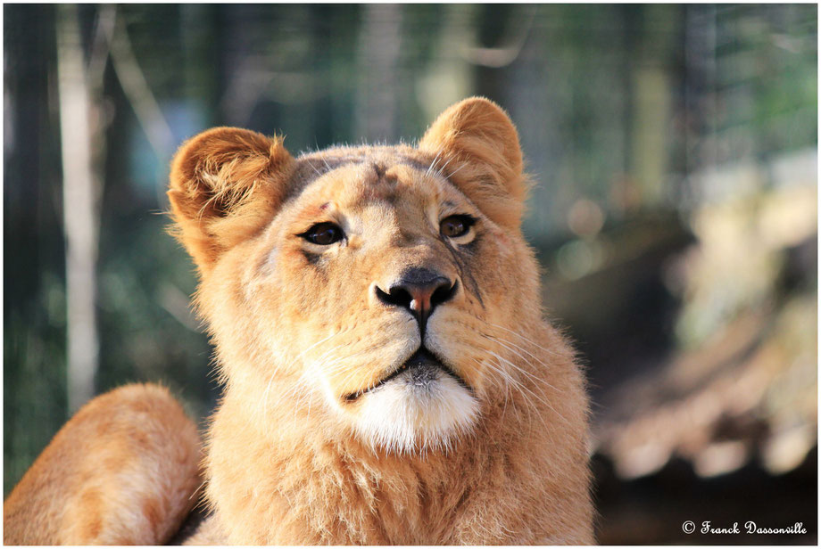 zoo de Beauval photo Franck Dassonville