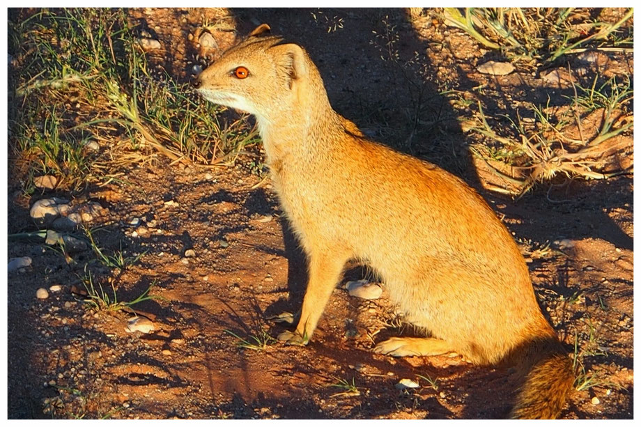 Les animaux de Namibie Guide Namibie — free download