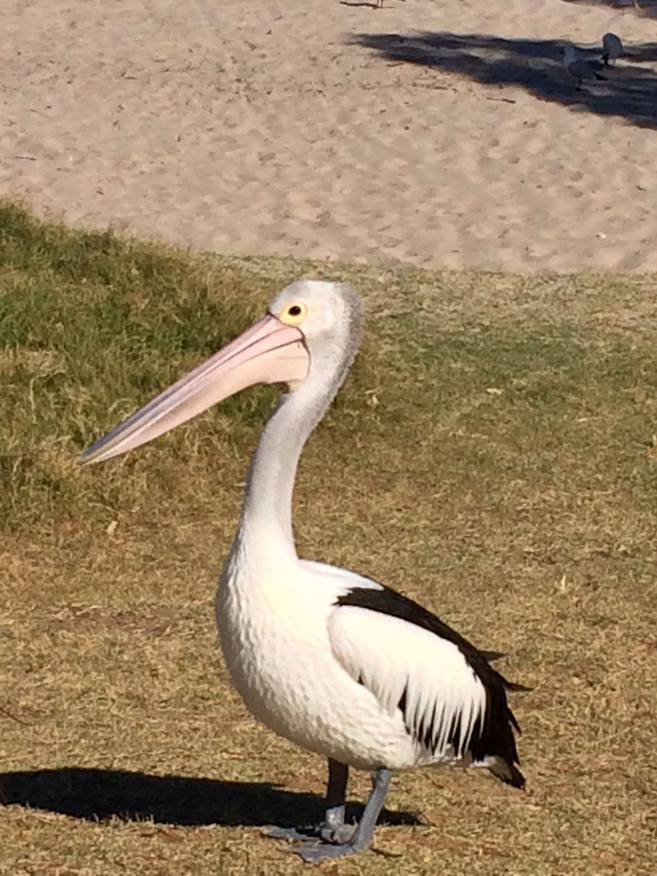 Der Pelikan wartet auf die Fütterung