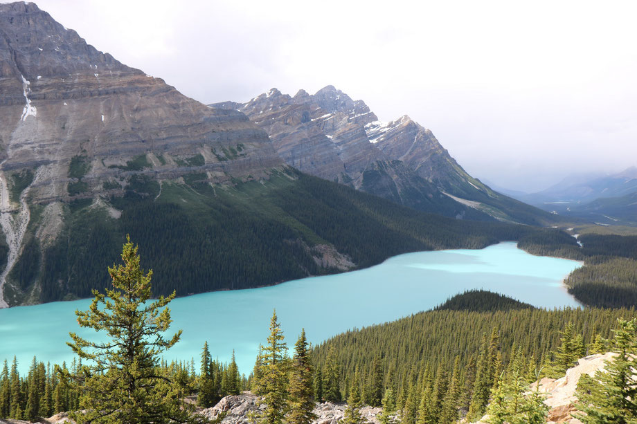 Peyto Lake sur Icefields Parkway entre Jasper et Banff (Alberta - Canada)