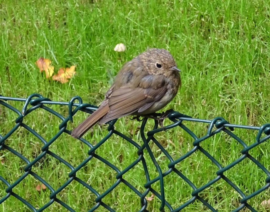 Roodborst, juveniel