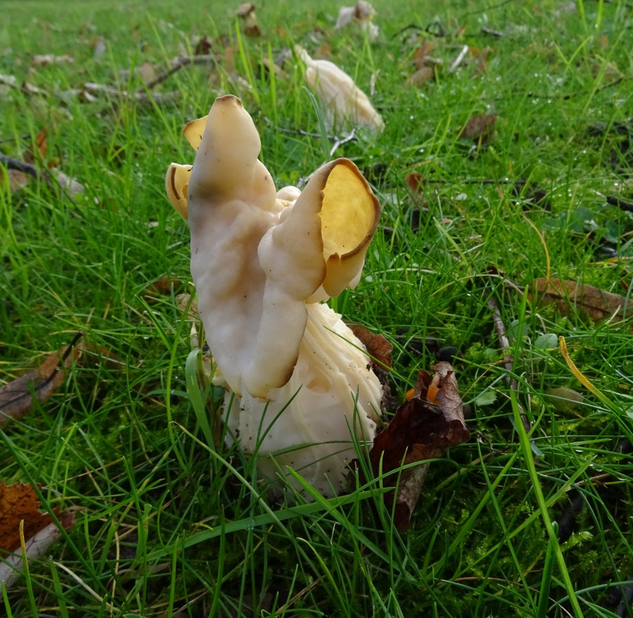 Witte kluifzwam