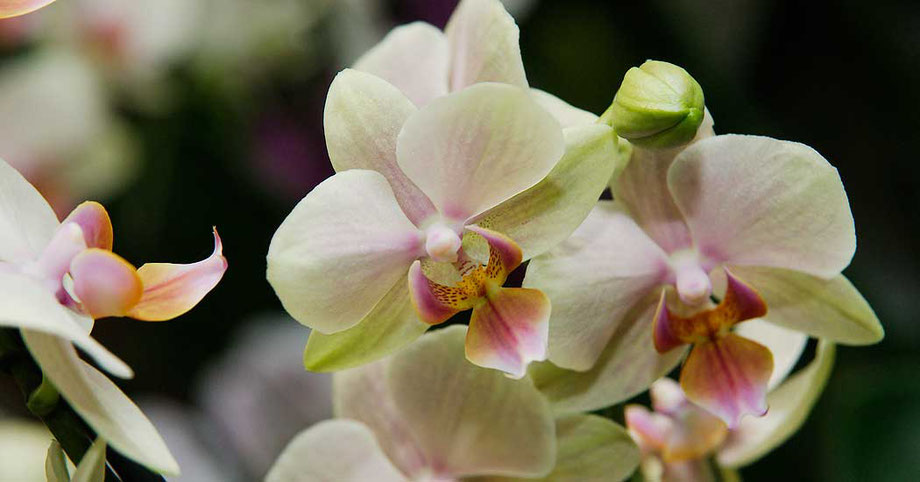 Orchideen Wien kaufen