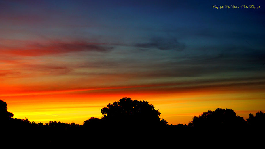 Düsseldorfer Fernsehturm, Vögel, Clasen/Stiller Fotografie, Udo Clasen, Patrick Stiller, Nachtaufnahme, Langzeitbelichtung, Sonnenaufgang, Sonnenuntergang, rot, grün, blau, orange, gold, gelb, Pflanzen, Baum, Bäume, HDR, Düsseldorf, Duisburg, Natur, Tiere