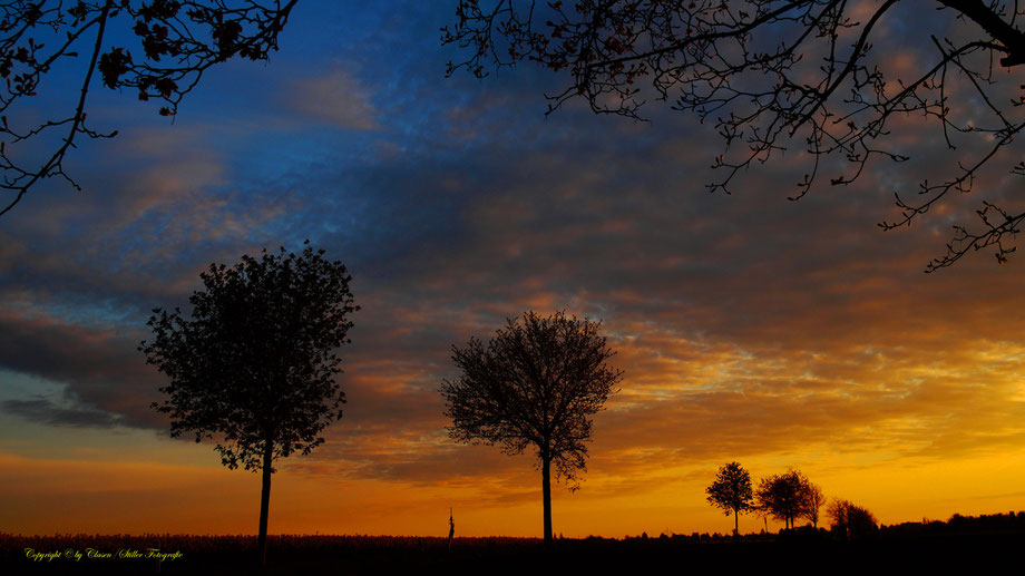 Sonnenaufgang, Kornfeld, Baum, Sonnenstrahlen, Wolken,