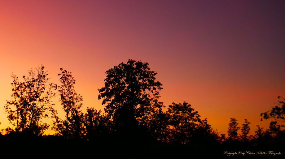 Düsseldorfer Fernsehturm, Vögel, Clasen/Stiller Fotografie, Udo Clasen, Patrick Stiller, Nachtaufnahme, Langzeitbelichtung, Sonnenaufgang, Sonnenuntergang, rot, grün, blau, orange, gold, gelb, Pflanzen, Baum, Bäume, HDR, Düsseldorf, Duisburg, Natur, Tiere