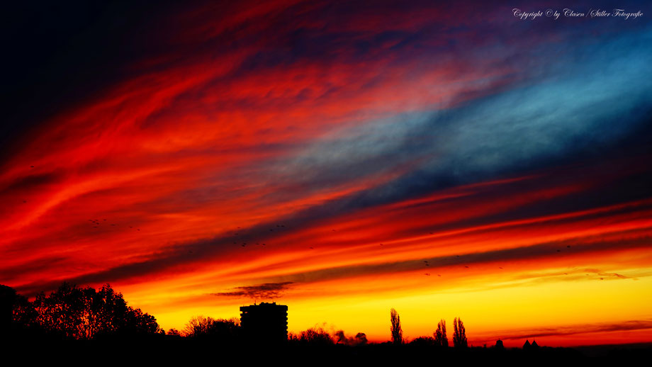 Düsseldorfer Fernsehturm, Vögel, Clasen/Stiller Fotografie, Udo Clasen, Patrick Stiller, Nachtaufnahme, Langzeitbelichtung, Sonnenaufgang, Sonnenuntergang, rot, grün, blau, orange, gold, gelb, Pflanzen, Baum, Bäume, HDR, Düsseldorf, Duisburg, Natur, Tiere