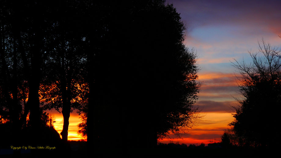 Sonnenaufgang, Kornfeld, Baum, Sonnenstrahlen, Wolken,