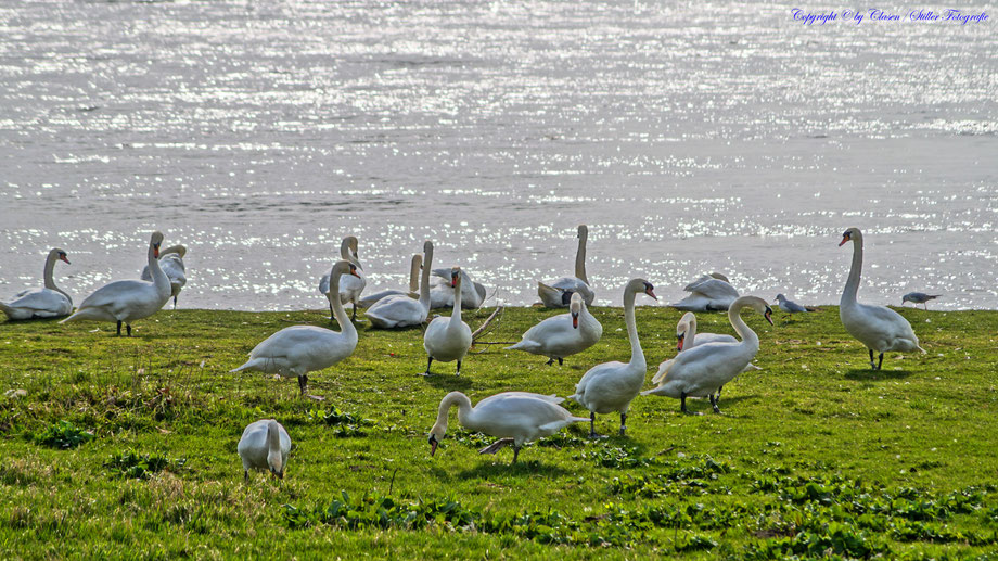 Schwan, Schwäne, Frühling,