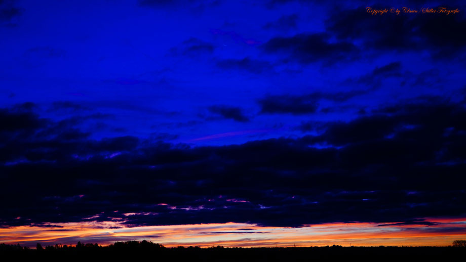 Düsseldorfer Fernsehturm, Vögel, Clasen/Stiller Fotografie, Udo Clasen, Patrick Stiller, Nachtaufnahme, Langzeitbelichtung, Sonnenaufgang, Sonnenuntergang, rot, grün, blau, orange, gold, gelb, Pflanzen, Baum, Bäume, HDR, Düsseldorf, Duisburg, Natur, Tiere