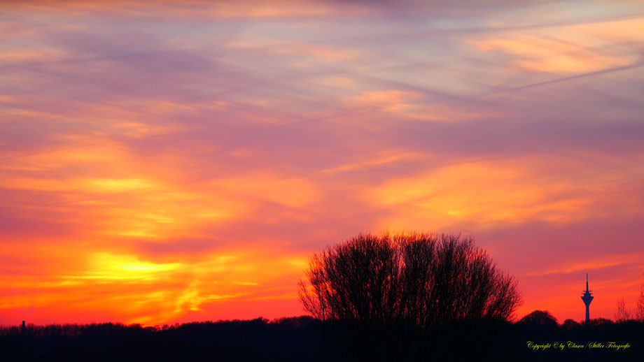 Sonnenaufgang, Kornfeld, Baum, Sonnenstrahlen, Wolken, Düsseldorfer Fernsehturm,