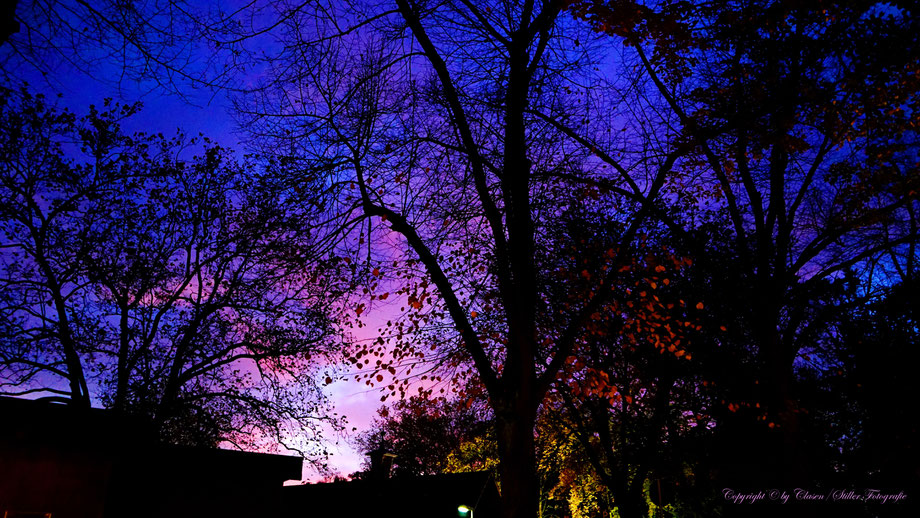 Düsseldorfer Fernsehturm, Vögel, Clasen/Stiller Fotografie, Udo Clasen, Patrick Stiller, Nachtaufnahme, Langzeitbelichtung, Sonnenaufgang, Sonnenuntergang, rot, grün, blau, orange, gold, gelb, Pflanzen, Baum, Bäume, HDR, Düsseldorf, Duisburg, Natur, Tiere