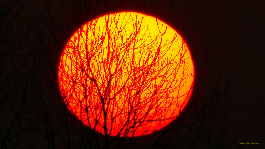 Vögel, Clasen/Stiller Fotografie, Udo Clasen, Patrick Stiller, Nachtaufnahme, Langzeitbelichtung, Sonnenaufgang, Sonnenuntergang, rot, grün, blau, orange, gold, gelb, Pflanzen, Baum, Bäume, HDR, Düsseldorf, Duisburg, Natur, Tiere, Wolken, 