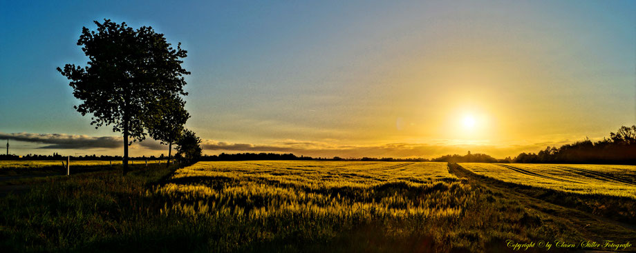 Sonnenaufgang, Kornfeld, Baum, Sonnenstrahlen, Wolken,