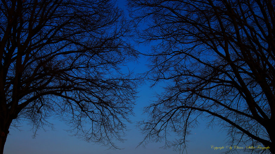 Clasen/Stiller Fotografie, Udo Clasen, Patrick Stiller, Nachtaufnahme, Langzeitbelichtung, Sonnenaufgang, Sonnenuntergang, rot, grün, blau, orange, gold, gelb, Pflanzen, Baum, Bäume, HDR, Düsseldorf, Duisburg, Natur, Tiere, Wolken, Wassertropfen, Vögel,