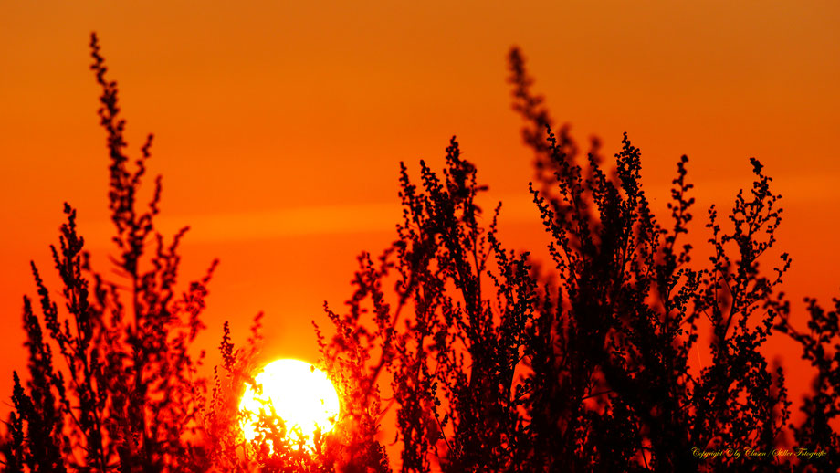 Clasen/Stiller Fotografie, Udo Clasen, Patrick Stiller, Nachtaufnahme, Langzeitbelichtung, Sonnenaufgang, Sonnenuntergang, rot, grün, blau, orange, gold, gelb, Pflanzen, Baum, Bäume, HDR, Düsseldorf, Duisburg, Natur, Tiere, Wolken, Wassertropfen, Vögel,