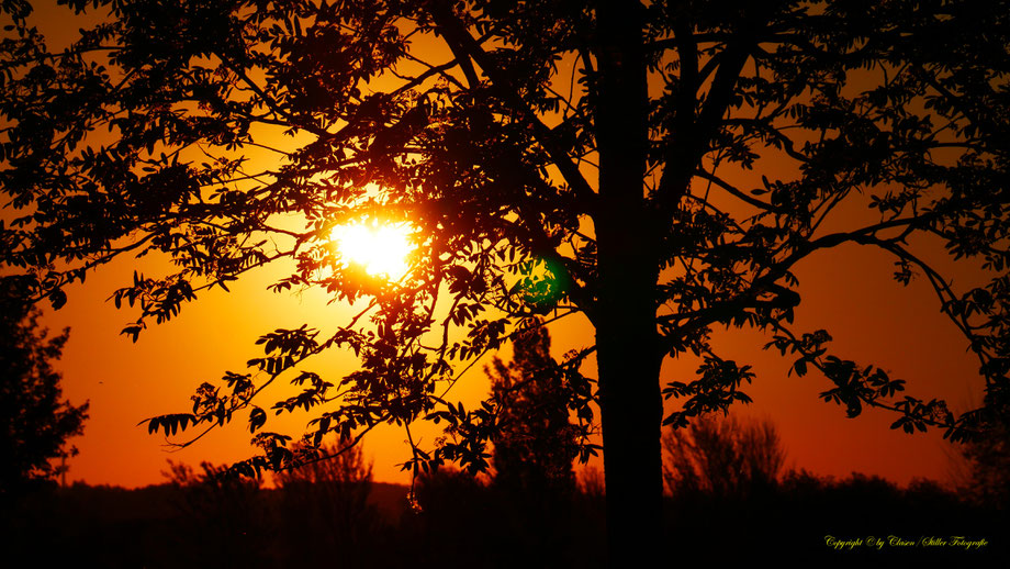 Düsseldorfer Fernsehturm, Vögel, Clasen/Stiller Fotografie, Udo Clasen, Patrick Stiller, Nachtaufnahme, Langzeitbelichtung, Sonnenaufgang, Sonnenuntergang, rot, grün, blau, orange, gold, gelb, Pflanzen, Baum, Bäume, HDR, Düsseldorf, Duisburg, Natur, Tiere