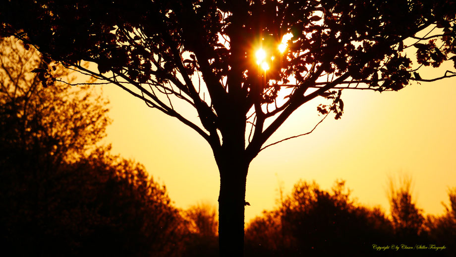 Düsseldorfer Fernsehturm, Vögel, Clasen/Stiller Fotografie, Udo Clasen, Patrick Stiller, Nachtaufnahme, Langzeitbelichtung, Sonnenaufgang, Sonnenuntergang, rot, grün, blau, orange, gold, gelb, Pflanzen, Baum, Bäume, HDR, Düsseldorf, Duisburg, Natur, Tiere