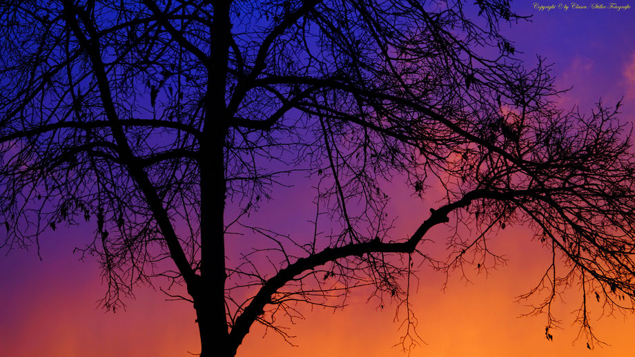 Sonnenaufgang, Kornfeld, Baum, Sonnenstrahlen, Wolken,