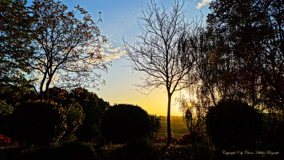 Düsseldorfer Fernsehturm, Vögel, Clasen/Stiller Fotografie, Udo Clasen, Patrick Stiller, Nachtaufnahme, Langzeitbelichtung, Sonnenaufgang, Sonnenuntergang, rot, grün, blau, orange, gold, gelb, Pflanzen, Baum, Bäume, HDR, Düsseldorf, Duisburg, Natur, Tiere