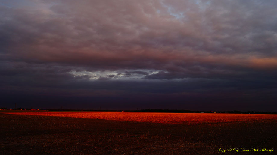 Sonnenaufgang, Kornfeld, Baum, Sonnenstrahlen, Wolken, Morgentau, Wassertropfen,