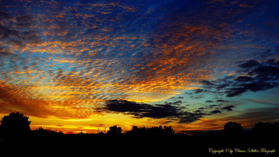 Düsseldorfer Fernsehturm, Vögel, Clasen/Stiller Fotografie, Udo Clasen, Patrick Stiller, Nachtaufnahme, Langzeitbelichtung, Sonnenaufgang, Sonnenuntergang, rot, grün, blau, orange, gold, gelb, Pflanzen, Baum, Bäume, HDR, Düsseldorf, Duisburg, Natur, Tiere