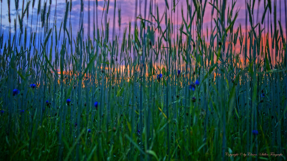 Düsseldorfer Fernsehturm, Vögel, Clasen/Stiller Fotografie, Udo Clasen, Patrick Stiller, Nachtaufnahme, Langzeitbelichtung, Sonnenaufgang, Sonnenuntergang, rot, grün, blau, orange, gold, gelb, Pflanzen, Baum, Bäume, HDR, Düsseldorf, Duisburg, Natur, Tiere