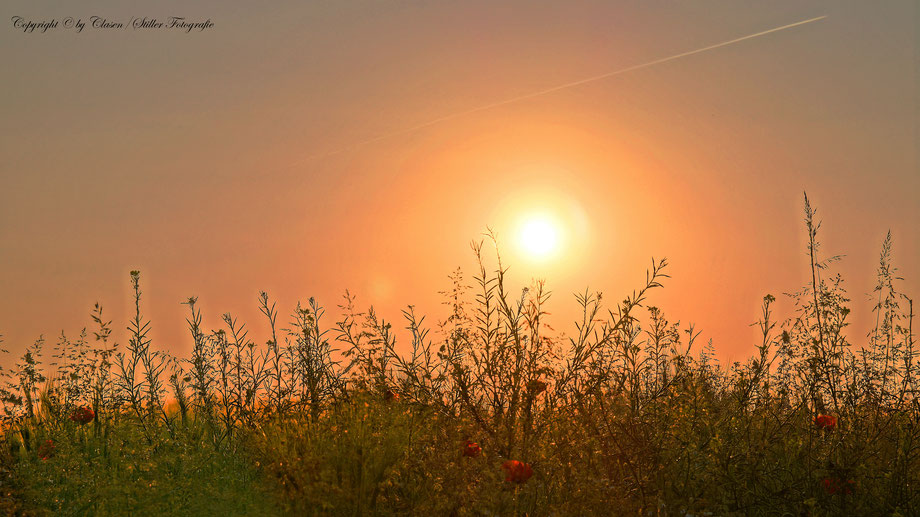 Düsseldorfer Fernsehturm, Vögel, Clasen/Stiller Fotografie, Udo Clasen, Patrick Stiller, Nachtaufnahme, Langzeitbelichtung, Sonnenaufgang, Sonnenuntergang, rot, grün, blau, orange, gold, gelb, Pflanzen, Baum, Bäume, HDR, Düsseldorf, Duisburg, Natur, Tiere