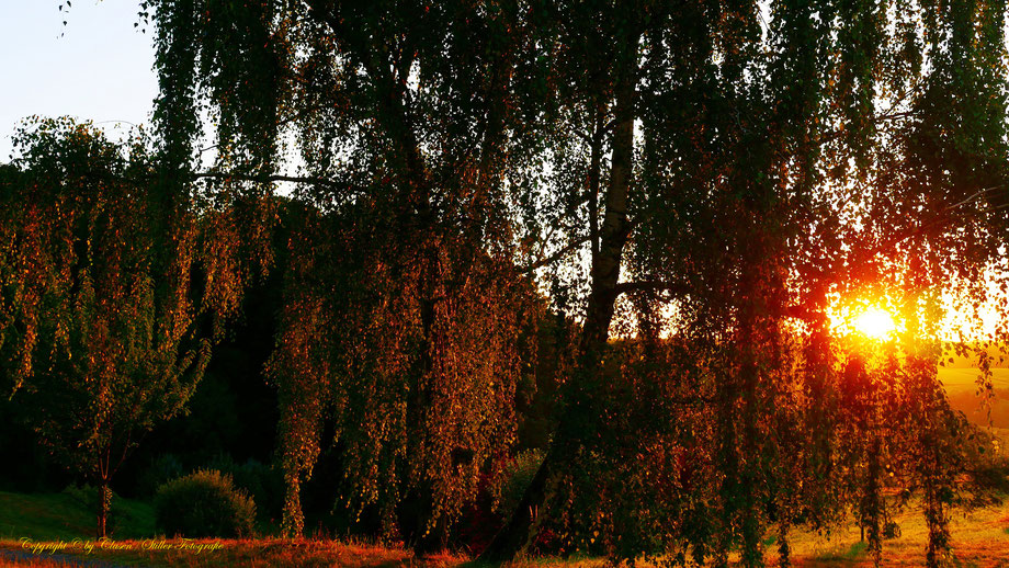 Düsseldorfer Fernsehturm, Vögel, Clasen/Stiller Fotografie, Udo Clasen, Patrick Stiller, Nachtaufnahme, Langzeitbelichtung, Sonnenaufgang, Sonnenuntergang, rot, grün, blau, orange, gold, gelb, Pflanzen, Baum, Bäume, HDR, Düsseldorf, Duisburg, Natur, Tiere