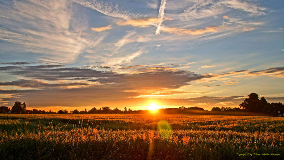 Sonnenaufgang, Kornfeld, Baum, Sonnenstrahlen, Wolken,