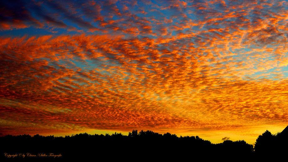 Düsseldorfer Fernsehturm, Vögel, Clasen/Stiller Fotografie, Udo Clasen, Patrick Stiller, Nachtaufnahme, Langzeitbelichtung, Sonnenaufgang, Sonnenuntergang, rot, blau, orange, gold, gelb, Pflanzen, Bäume, HDR, Düsseldorf, Duisburg, Natur, Tiere, Melle,