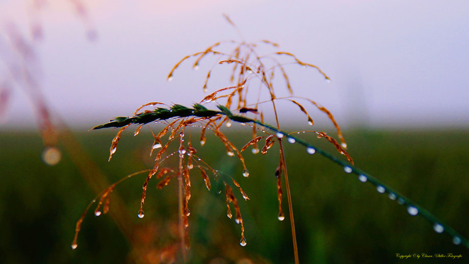 Wassertropfen