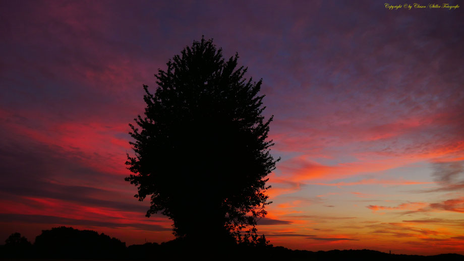 Sonnenaufgang, Kornfeld, Baum, Sonnenstrahlen, Wolken,