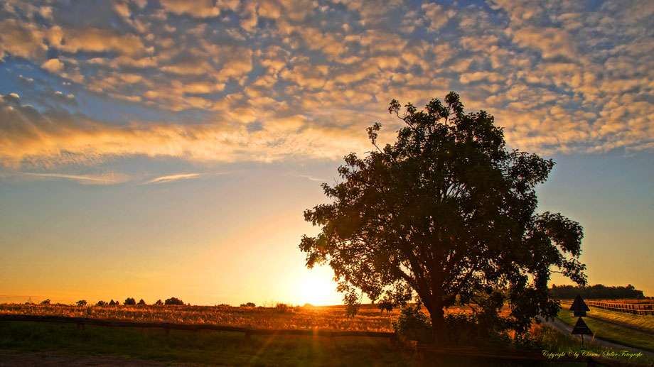 Sonnenaufgang, Kornfeld, Baum, Sonnenstrahlen, Wolken,