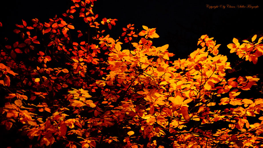 Düsseldorfer Fernsehturm, Vögel, Clasen/Stiller Fotografie, Udo Clasen, Patrick Stiller, Nachtaufnahme, Langzeitbelichtung, Sonnenaufgang, Sonnenuntergang, rot, grün, blau, orange, gold, gelb, Pflanzen, Baum, Bäume, HDR, Düsseldorf, Duisburg, Natur, Tiere