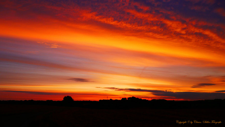 Düsseldorfer Fernsehturm, Vögel, Clasen/Stiller Fotografie, Udo Clasen, Patrick Stiller, Nachtaufnahme, Langzeitbelichtung, Sonnenaufgang, Sonnenuntergang, rot, grün, blau, orange, gold, gelb, Pflanzen, Baum, Bäume, HDR, Düsseldorf, Duisburg, Natur, Tiere